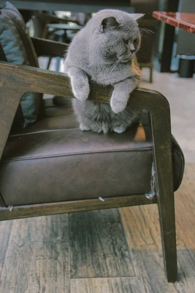 Britânico Gato Cinza Shorthair — Fotografia de Stock