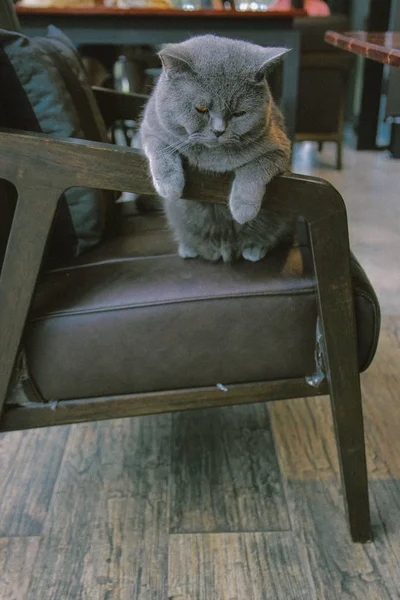 British Shorthair Chat Gris — Photo