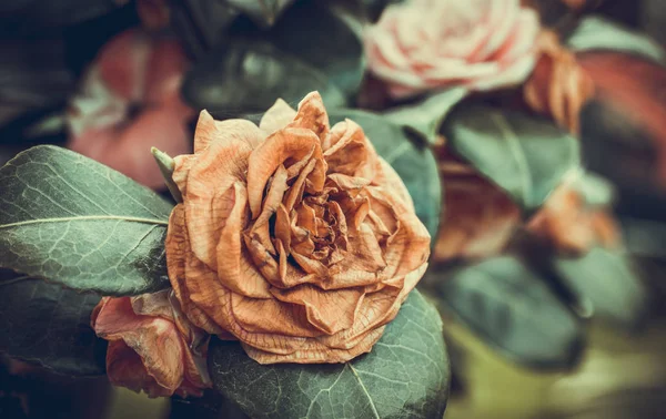 Trockene Aber Immer Noch Schöne Rosen Einem Englischen Garten — Stockfoto