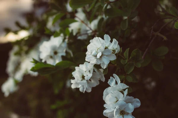 Pommier Fleurs Photographié Crépuscule — Photo