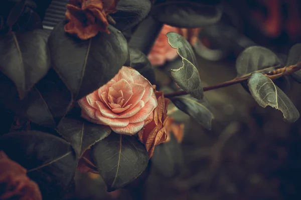 Rosas Secas Pero Todavía Hermosas Fotografian Jardín Inglés —  Fotos de Stock