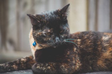 sevimli kaplumbağa kabuğu kedi kendini açık havada zevk