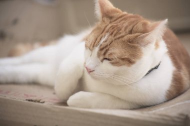 oldukça tekir kedi bahçede bir karton kutu uyku zencefil