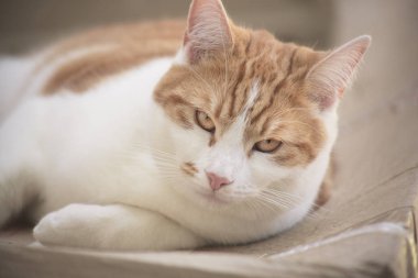 oldukça tekir kedi bahçede bir karton kutu üzerinde dinlenme zencefil