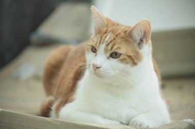 oldukça tekir kedi bahçede bir karton kutu üzerinde dinlenme zencefil
