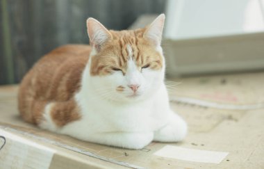 oldukça tekir kedi bahçede bir karton kutu uyku zencefil