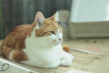 oldukça tekir kedi bahçede bir karton kutu üzerinde dinlenme zencefil