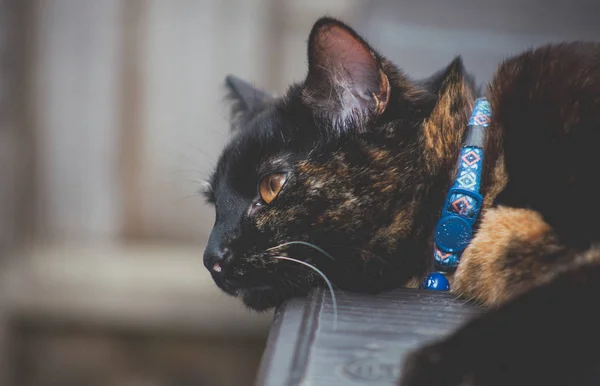 Lindo Gato Tortoiseshell Disfrutando Misma Aire Libre —  Fotos de Stock