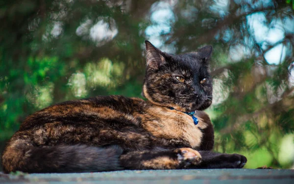 Lindo Gato Tortoiseshell Disfrutando Misma Aire Libre —  Fotos de Stock