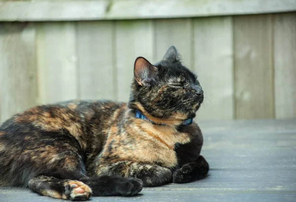 Lindo Gato Tortoiseshell Disfrutando Misma Aire Libre —  Fotos de Stock