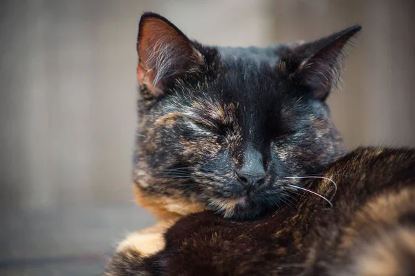 屋外楽しんでかわいい三毛猫 — ストック写真