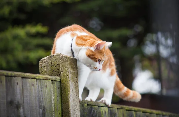 Foto Van Een Schattig Gember Tabby Lopen Voorzichtig Het Hek — Stockfoto