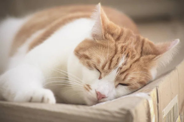 Pretty Ginger Tabby Cat Sleeping Cardboard Box Garden — Stock Photo, Image