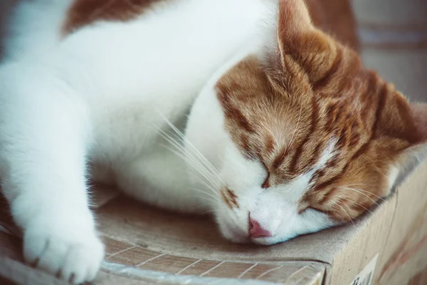 Bonito Gengibre Tabby Gato Dormindo Uma Caixa Papelão Jardim — Fotografia de Stock