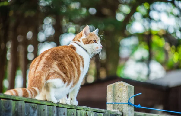 Cute Ginger Tabby Cat Walking Fence — Stock Photo, Image