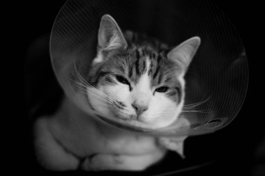 portre portre bir Elizabeth giyen bir zencefil tekir kedi yaka kavga ettikten sonra