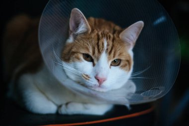 closeup portrait of a ginger tabby cat wearing an Elizabethan collar after a fight clipart