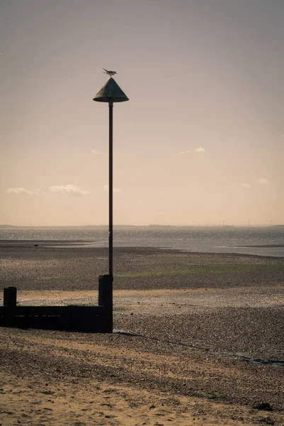 Ein Vogel Sitzt Auf Einem Pfosten Chalkwell Beach Essex — Stockfoto