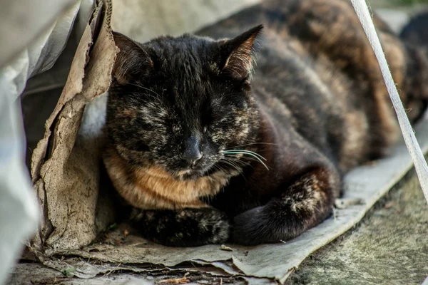 Närbild Foto Ung Sköldpadd Katt Nickar Bitar Kartong — Stockfoto