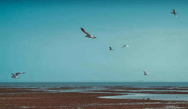 Foto Gabbiani Nel Cielo Sopra Una Spiaggia Gran Bretagna — Foto Stock