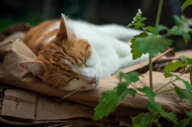 Genç kızıl tekir kedi nanesinin yanındaki bahçede uyuyor.