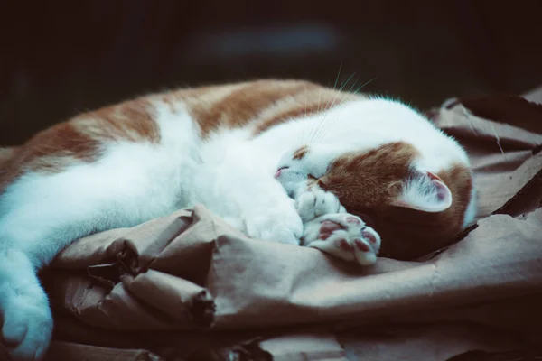 Ingwer tabby im Garten — Stockfoto