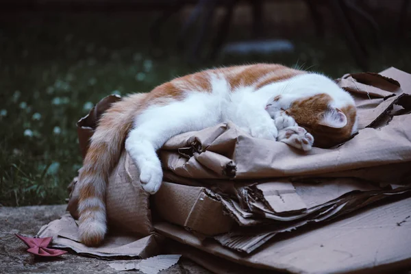 Ginger Tabby in de tuin — Stockfoto