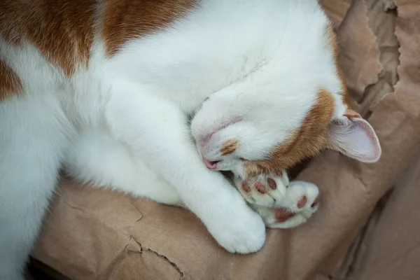 Tabby au gingembre dans le jardin — Photo