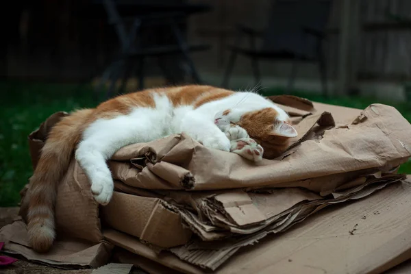 Ginger Tabby in de tuin — Stockfoto