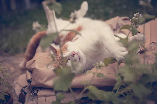 Joven Jengibre Tabby Durmiendo Jardín Lado Catnip —  Fotos de Stock