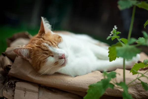 Joven Jengibre Tabby Durmiendo Jardín Lado Catnip —  Fotos de Stock