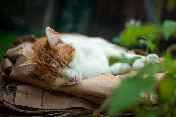 Joven Jengibre Tabby Durmiendo Jardín Lado Catnip —  Fotos de Stock