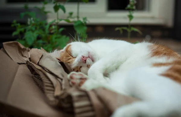 Young Ginger Tabby Sleeping Garden Next Catnip — Stock Photo, Image