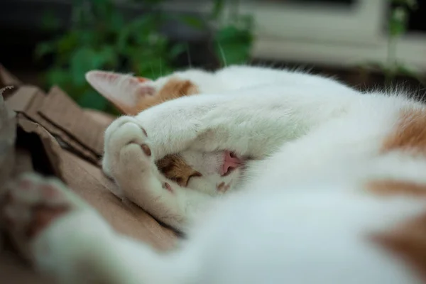 Junger Ingwer Tabby Schläft Garten Neben Catnip — Stockfoto