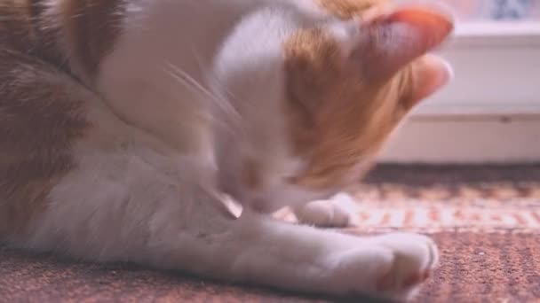 Handheld Footage Ginger Tomcat Grooming Himself — Stock Video