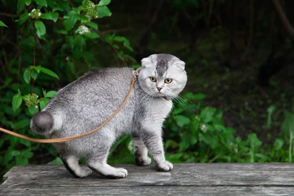 Gurme İskoç fold kedi sokakta