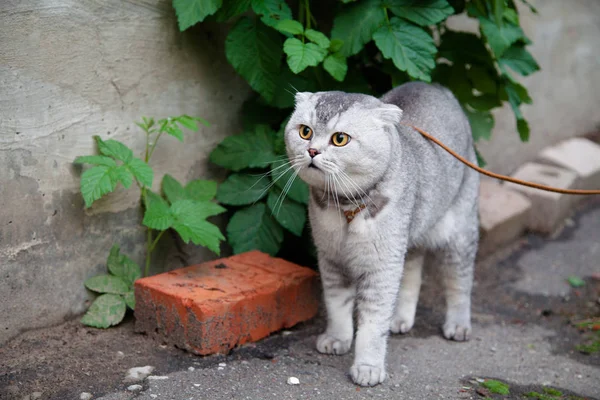 İskoç fold kedi sokakta