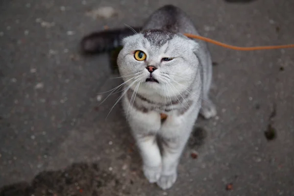 Komik İskoç fold kedi bir leash üzerinde