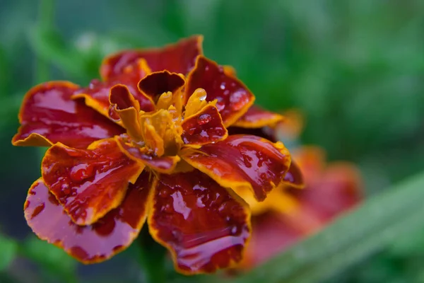 Kadife çiçeği Tagetes patula yakın çekim