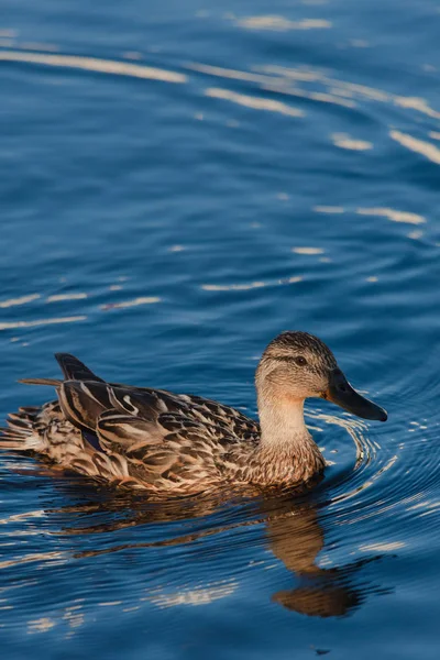 Closeup of a female mallard duck on the water