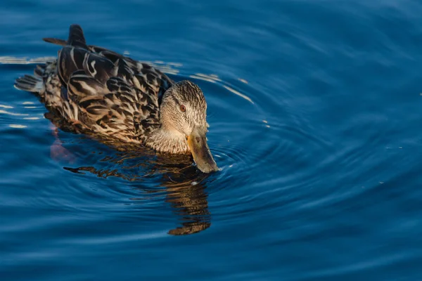 Closeup of a female mallard duck on the water