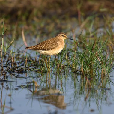 Çubuk Kuyruklu Godwit, Scolopacidae familyasından büyük ve güçlü bir göçmen balıkçıdır..