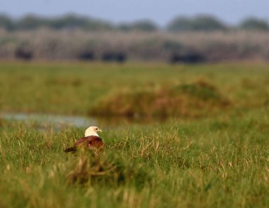 Brahminy Uçurtması Avustralya 'da Kızıl Sırtlı Deniz Kartalı olarak da bilinir..