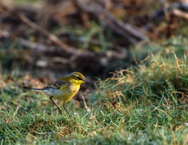 Çalılıklarda yiyecek arayan sarı bir Wagtail resmi..