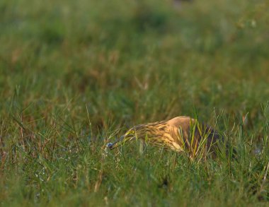 Hint havuzu balıkçıl kuşu ya da çeltik kuşu.