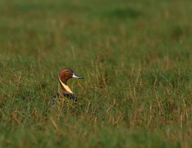 Hindistan 'da Brahminy ördeği olarak bilinen Ruddy Shelduck, Anatidae familyasının bir üyesidir..
