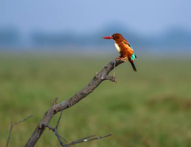 Beyaz göğüslü Kingfisher olarak da bilinen beyaz boğazlı Kingfisher, Asya 'da yaygın olarak dağıtılan bir ağaç balıkçısıdır. 