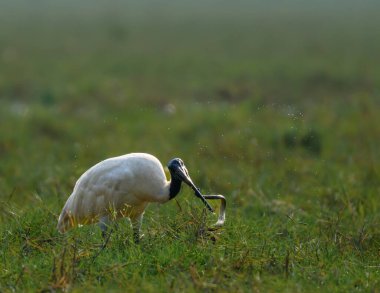 Siyah Saçlı Ibis 'in fotoğrafı. Aynı zamanda Doğulu Beyaz Ibis olarak da bilinir..