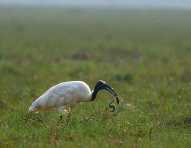 Kara Kafalı Ibis, Ibis familyasından bir kuş türü.,