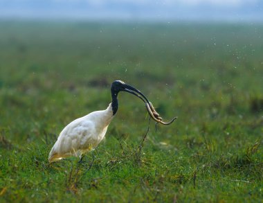 Kara Kafalı Ibis, Ibis familyasından bir kuş türü.,